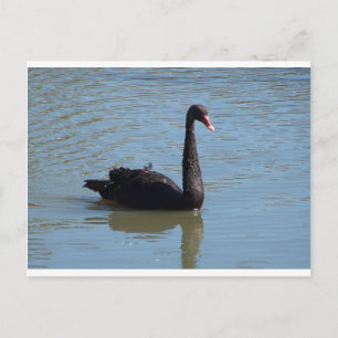 Black Swan Postcard