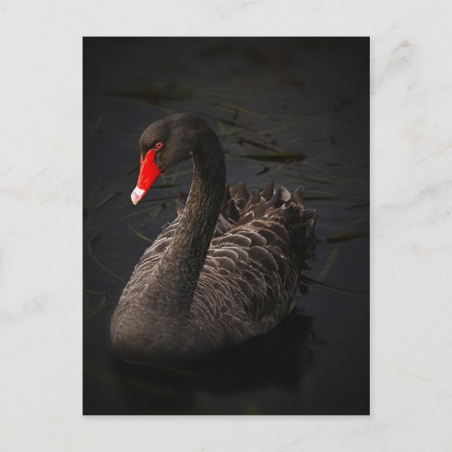 Black swan postcard (Front)