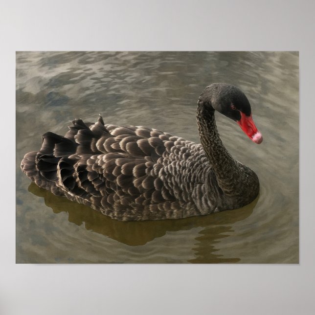 Black Swan Poster (Front)