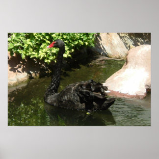 Black Swan Poster