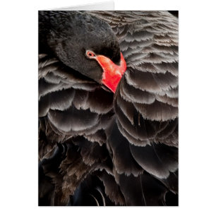 Black swan resting