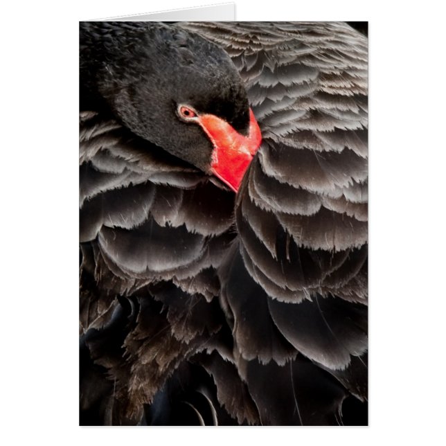 Black swan resting (Front)