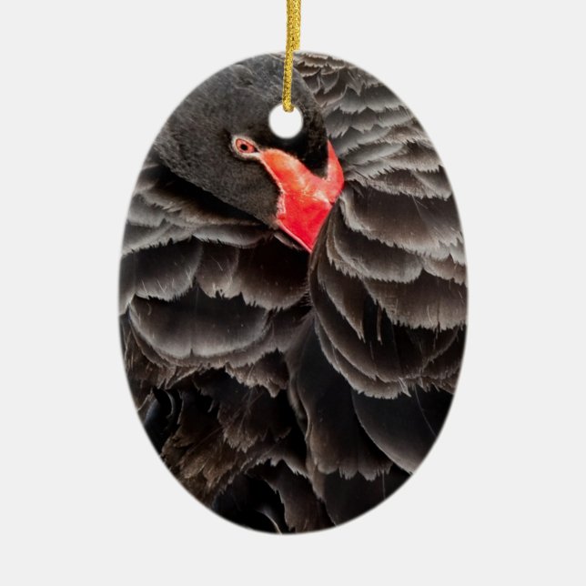 Black swan resting ceramic tree decoration (Front)