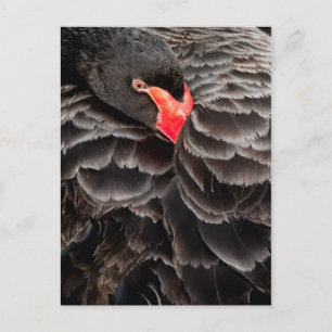 Black swan resting postcard