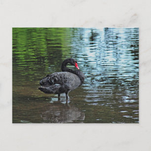 Black Swan. Roath Park Lake, Cardiff, Wales. Postcard