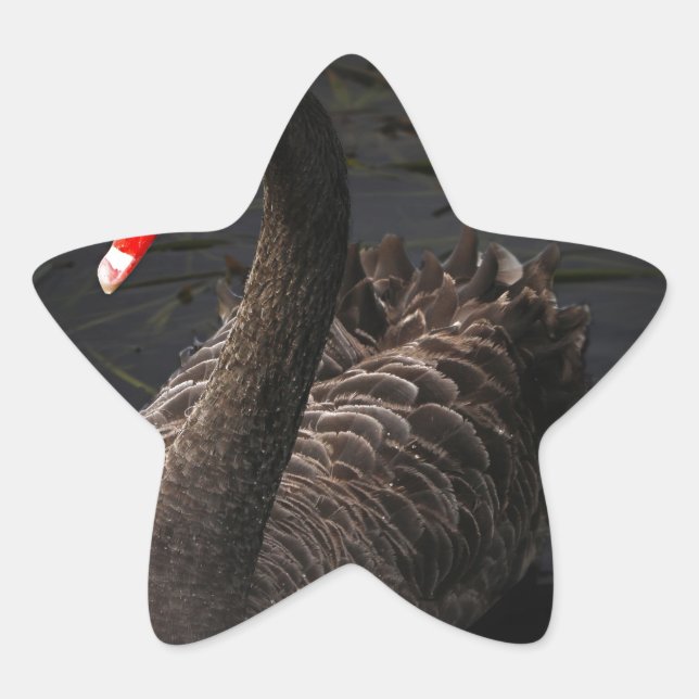 Black Swan Star Sticker (Front)