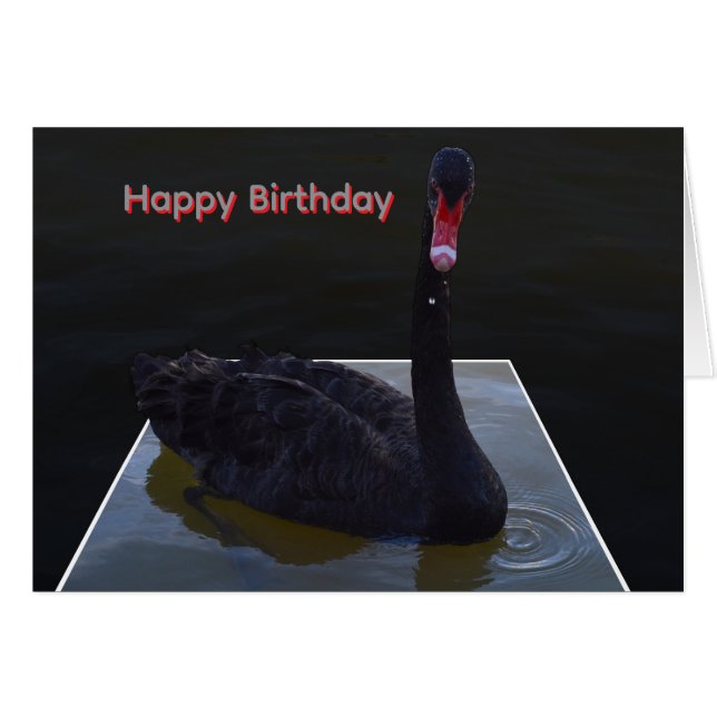 Black Swan Swimming In Dimensional Pond, (Front Horizontal)