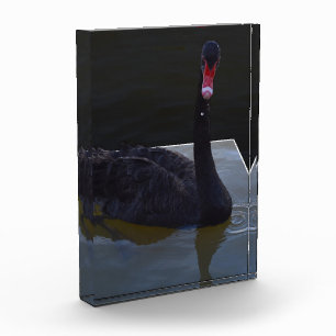 Black Swan Swimming In Dimensional Pond, Photo Block