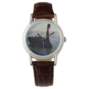 Black Swan Swimming On River Murray, Watch