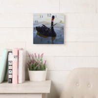 Black Swan Swimming On The River,