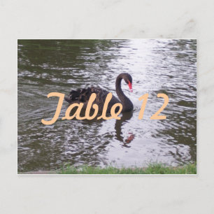 Black Swan Table Number Postcard