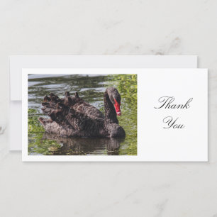 Black Swan - Thank You