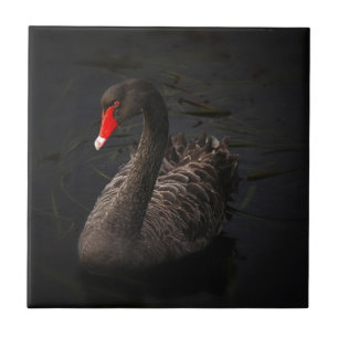 Black Swan Tile