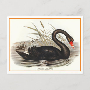 Black Swan Vintage Postcard