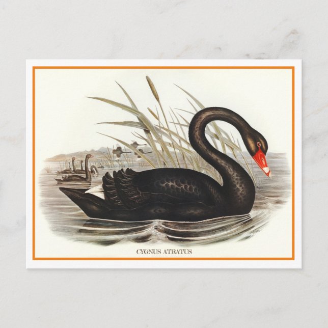 Black Swan Vintage  Postcard (Front)