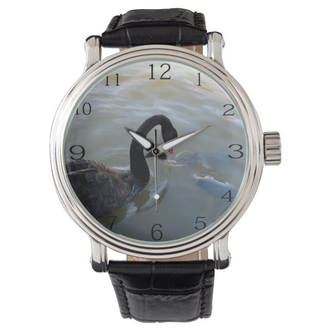 Black Swan Watching Giant Fish In River, Watch (Front)