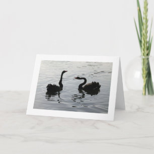 Black Swans Greeting (Wide Bordered) Card