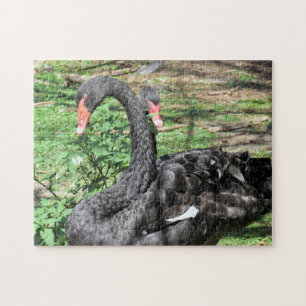 Black Swans Jigsaw Puzzle