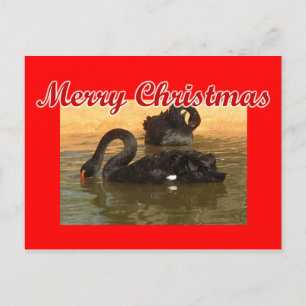 Black Swans Postcard