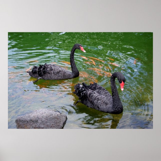 Black Swans Poster (Front)