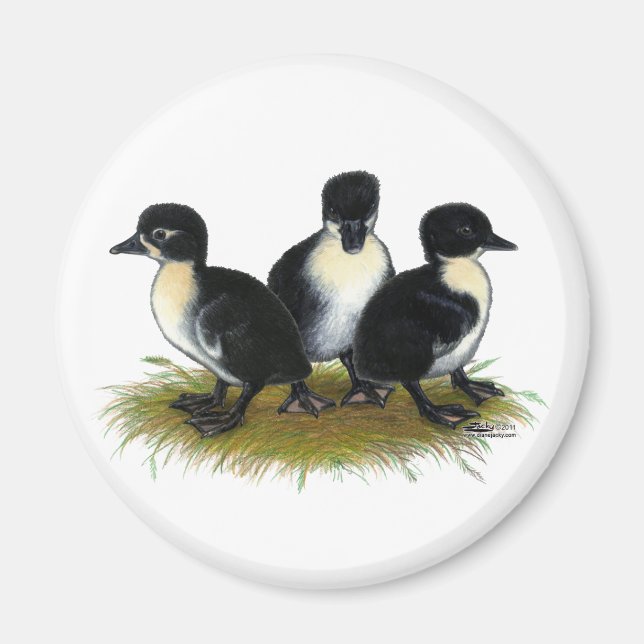Black Swedish Ducklings Magnet (Front)