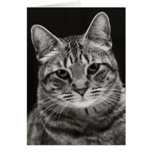 Black Tabby Kitten