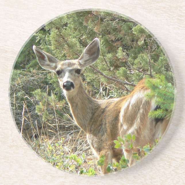 Black Tail Deer Coaster (Front)
