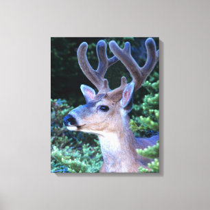 Black-tail Deer Olympic National Park Canvas Print