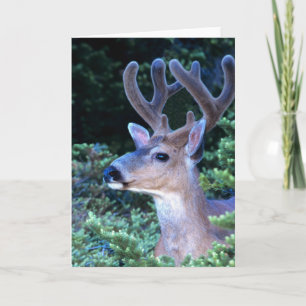 Black-tail Deer Olympic National Park Card