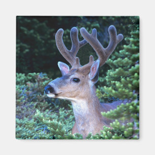 Black-tail Deer Olympic National Park Magnet
