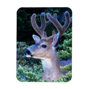 Black-tail Deer   Olympic National Park Magnet