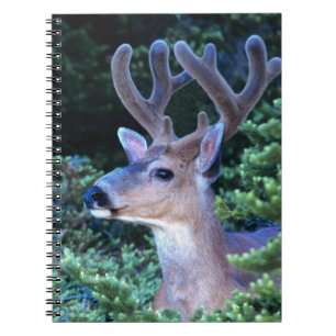 Black-tail Deer Olympic National Park Notebook