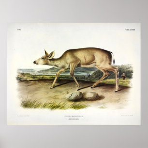 Black-tailed Deer, Mule Deer by Audubon Poster