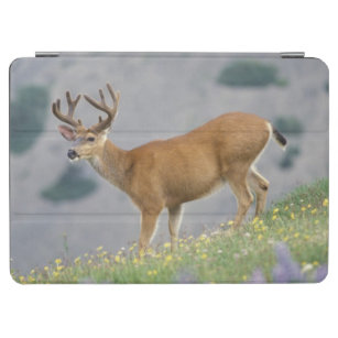 black-tailed deer, Odocoileus hemionus, buck iPad Air Cover