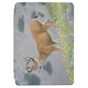 black-tailed deer, Odocoileus hemionus, buck iPad Air Cover