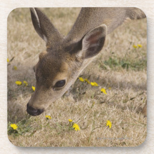 Black-tailed Deer (Odocoileus hemionus) grazing Coaster