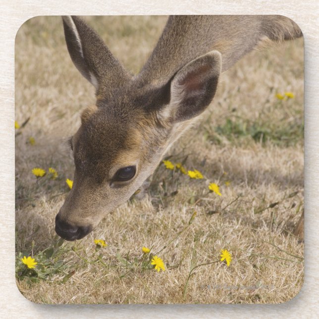 Black-tailed Deer (Odocoileus hemionus) grazing Coaster (Front)