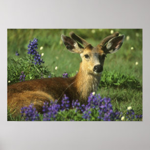 Black-tailed Deer, Odocoileus hemionus), in Poster