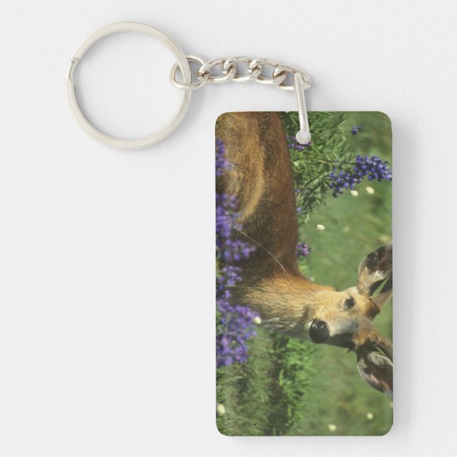 Black-tailed Deer, Odocoileus hemionus Key Ring (Front)