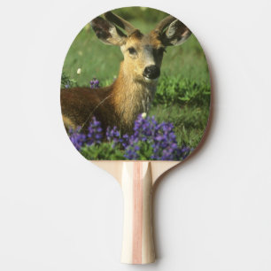 Black-tailed Deer, Odocoileus hemionus Ping Pong Paddle