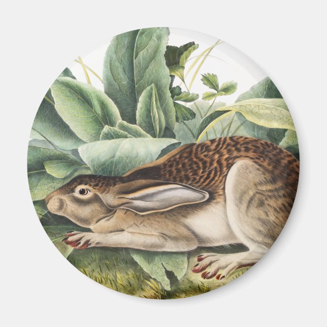 Black-tailed Hare Rabbit (Lepus negricaudatus) Magnet (Front)