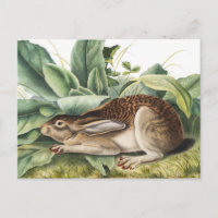 Black-tailed Hare Rabbit (Lepus negricaudatus)