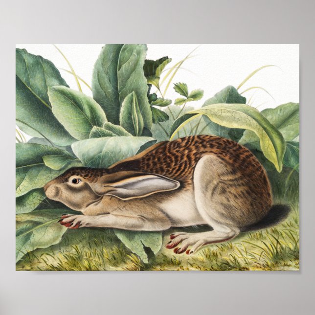 Black-tailed Hare Rabbit (Lepus negricaudatus) Poster (Front)