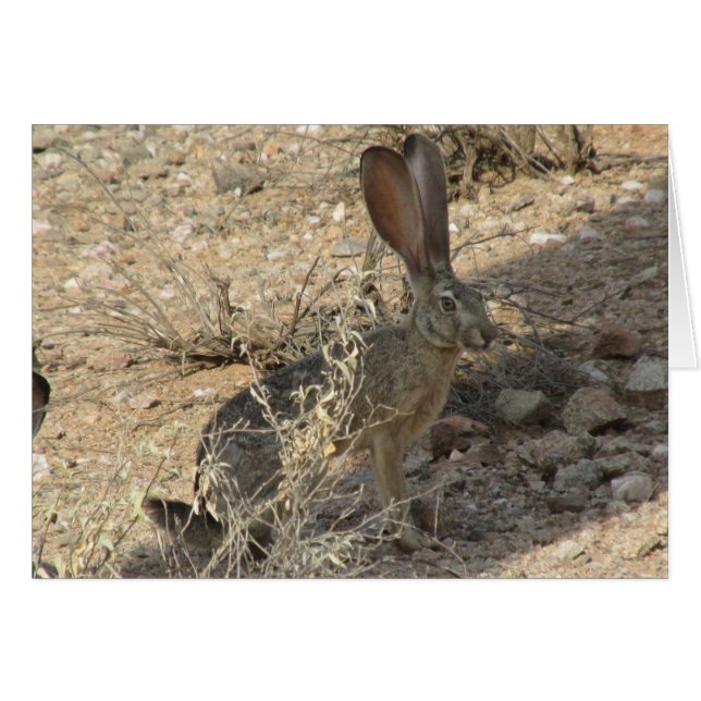 Black-tailed Jackrabbit (Front Horizontal)