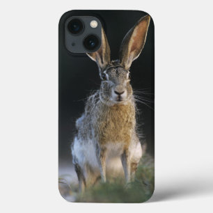 Black-tailed Jackrabbit, Lepus californicus, 2 iPhone 13 Case