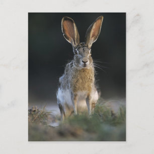 Black-tailed Jackrabbit, Lepus californicus, 2 Postcard