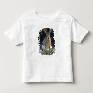Black-tailed Jackrabbit, Lepus californicus, 2 Toddler T-Shirt