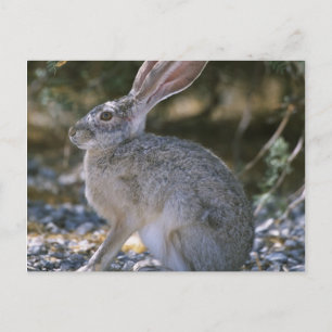 Black-tailed Jackrabbit Postcard