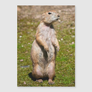 Black-tailed prairie dog