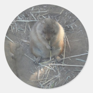 Black-tailed Prairie Dog #2 Stickers